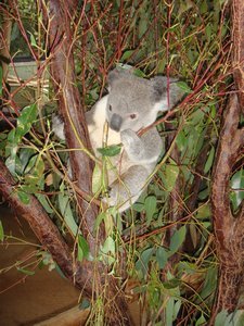Favourite koala