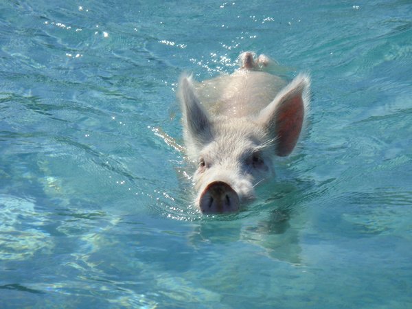 watch that pig swim!
