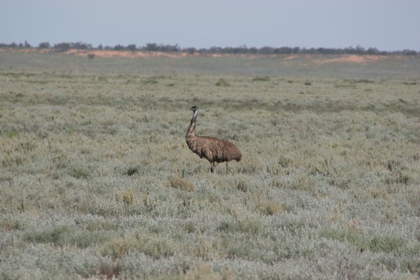 A shy emu on the run