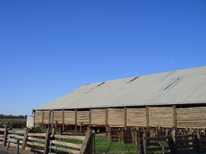 A famous woolshed