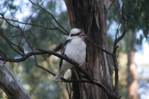The laughing kookaburra sits in his old gum tree