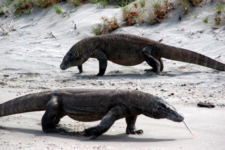 Komodo dragons sizing each other up...