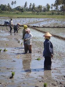 Planting in the rice paddies