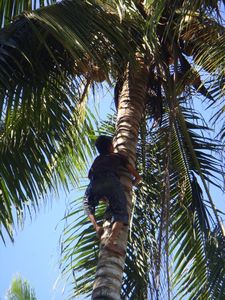 Shimmy up there and 'Gimme some coconuts'