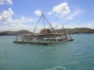 Seaweed farming cages