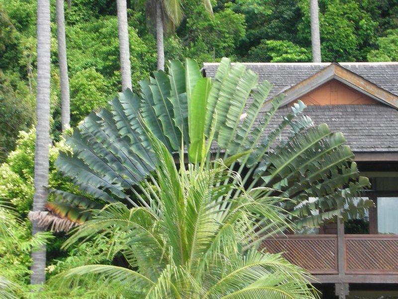 Beautiful palms