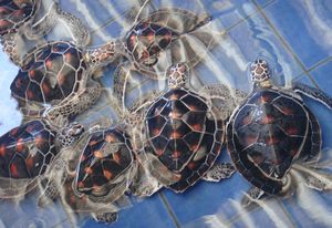 Turtle breeding program