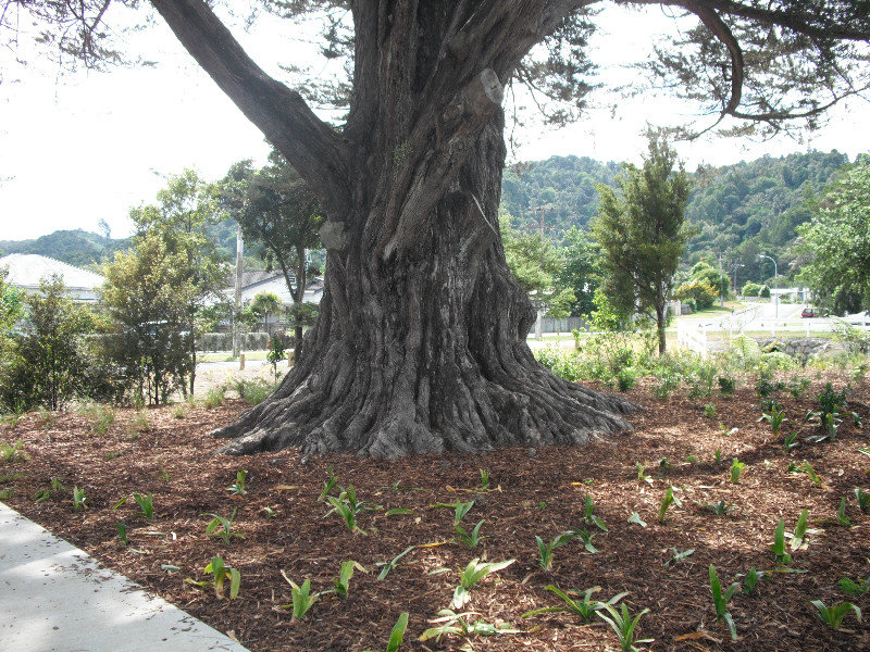 007big tree in mander park