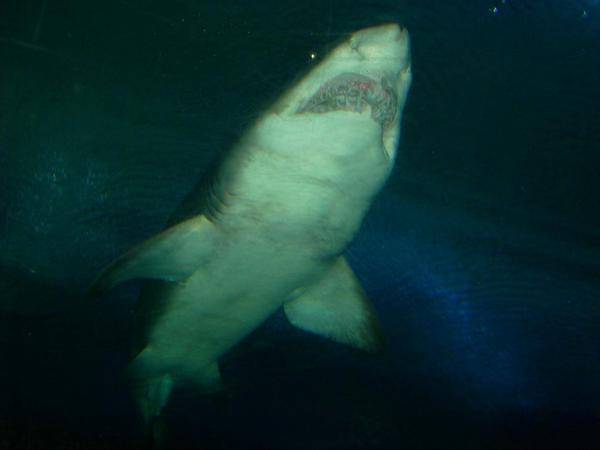 CLOSE UP WITH A GREAT WHITE