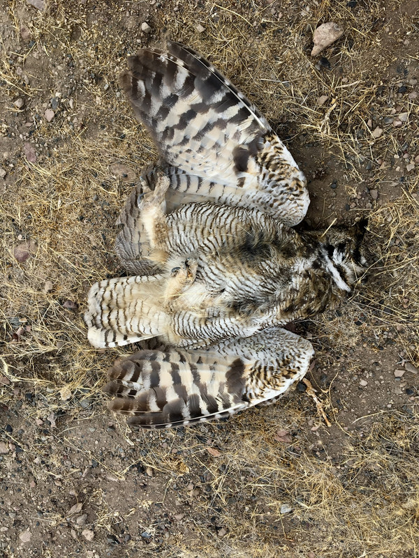 Eagle Owl roadkill. 