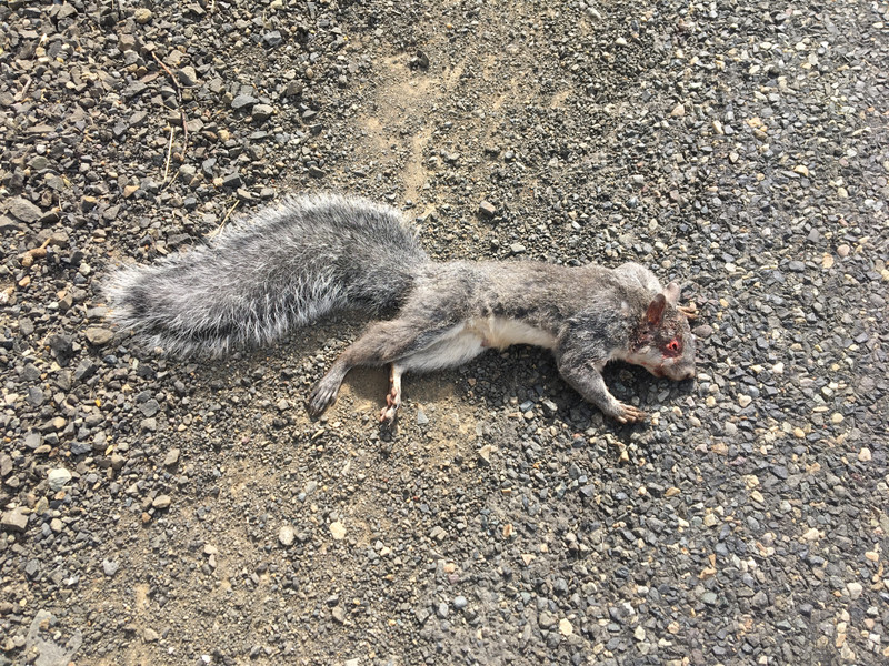 Grey Squirrel roadkill 