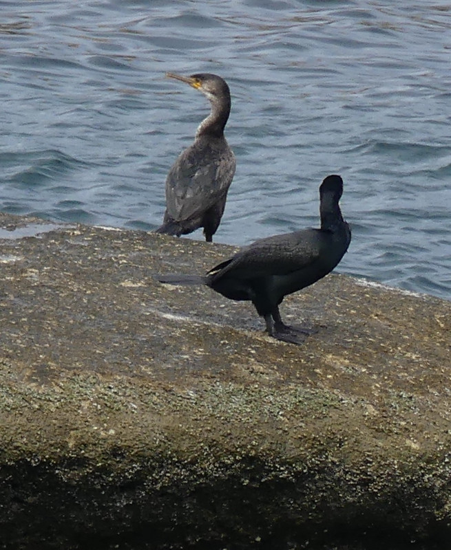 Cormorants. 
