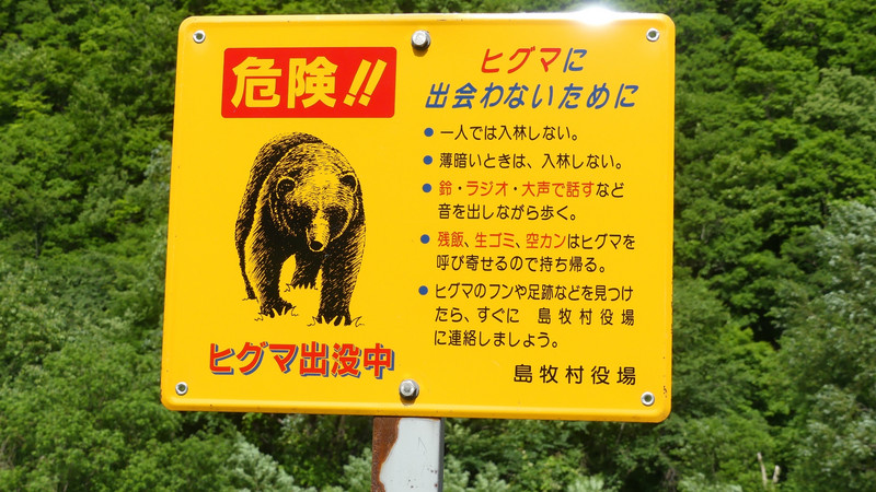 Big bear is watching you. .