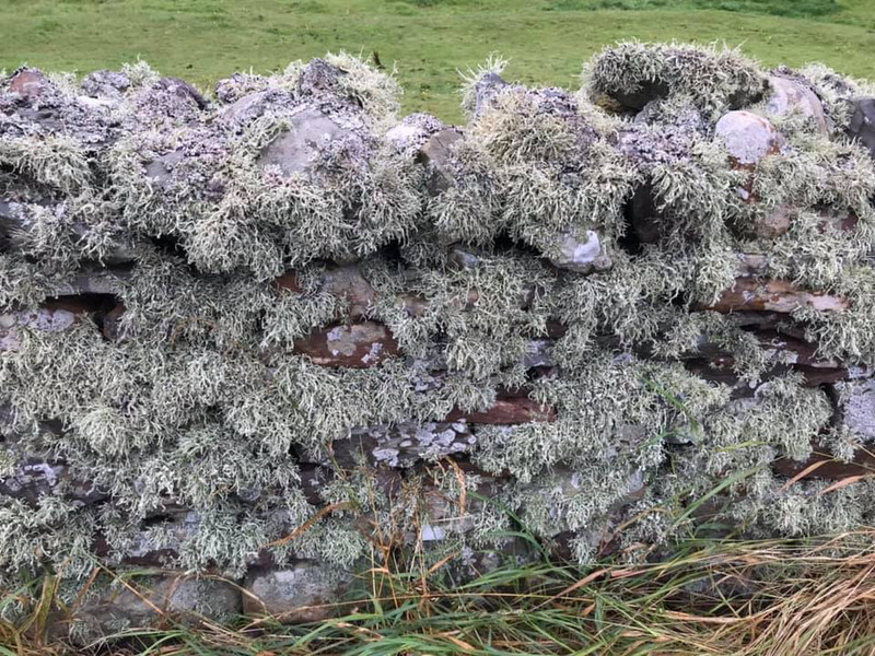 Lichen covered wall. .
