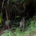 Kangaroo capers 
