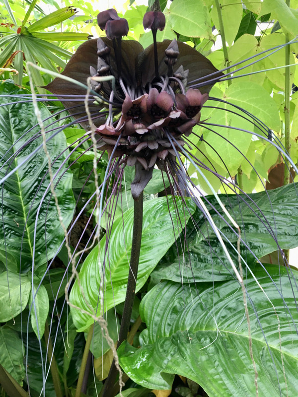 Black Spider  Plant 