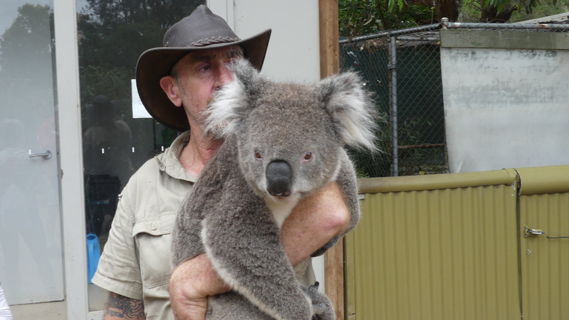 Male Koala 