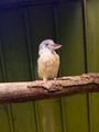 Kookaburra 
