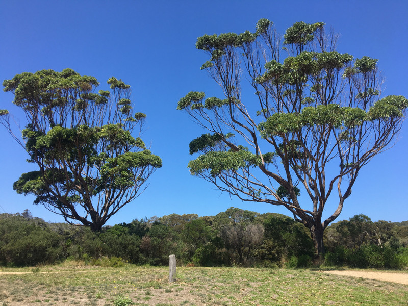 The two Gum Trees. .