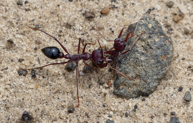 Giant Ant