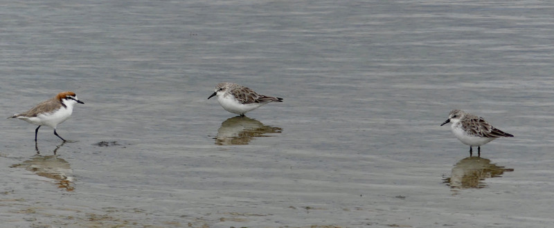 Sand Piper and Plovers