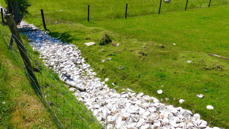 Oyster Shells over drainage channel 