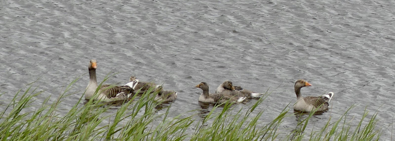 Goose with goslings 