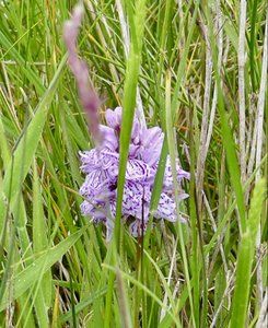 Pyramid Orchid