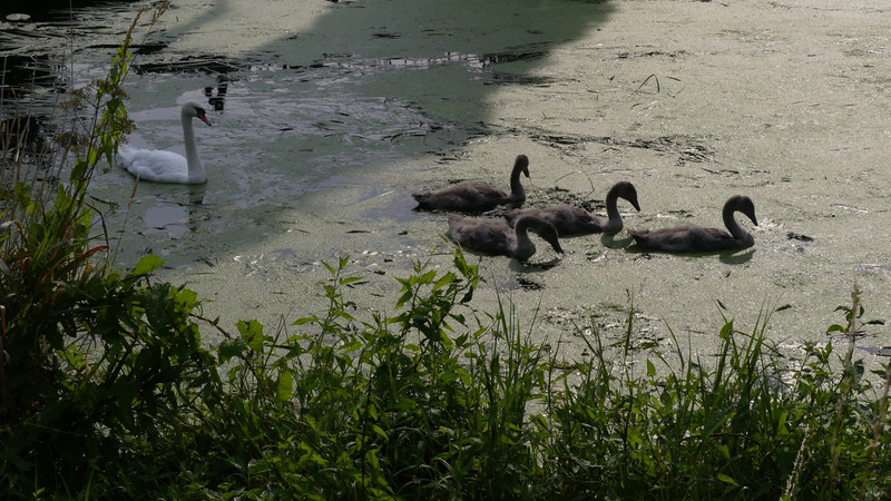 Swan with cygnets in the algae. 
