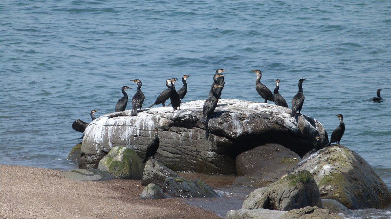 Cormorants near Oturo