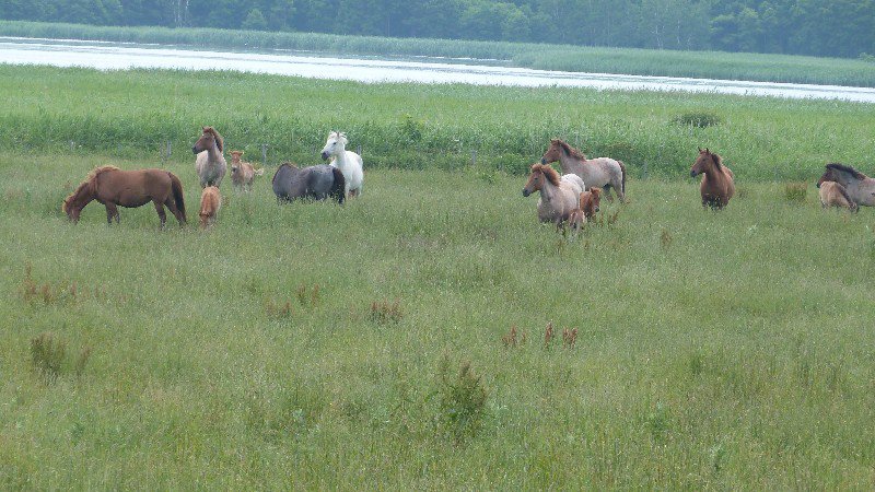  Horses on marsh