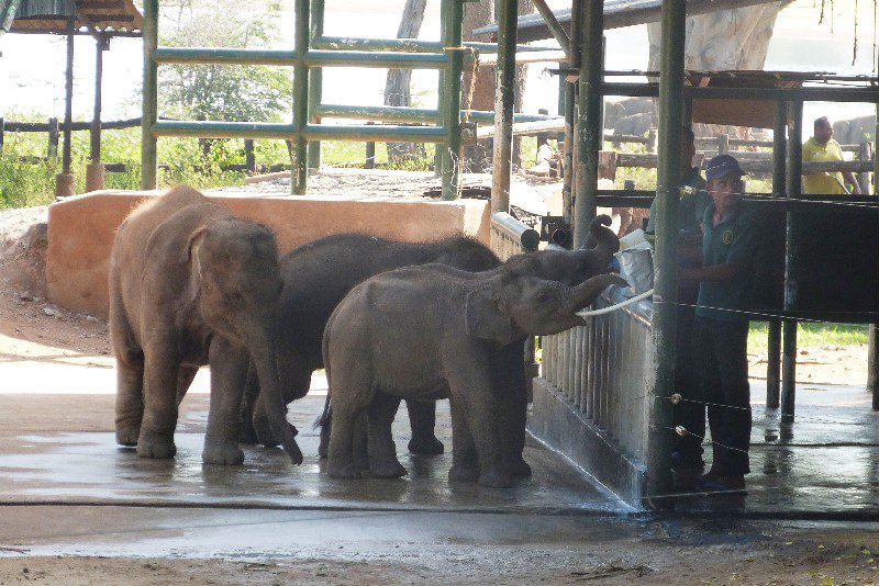 Calves drinking milk