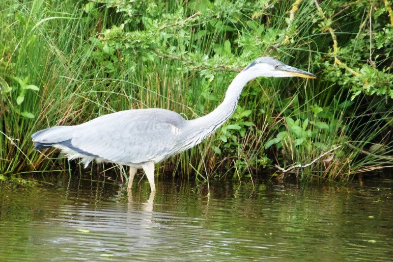 Heron in canal