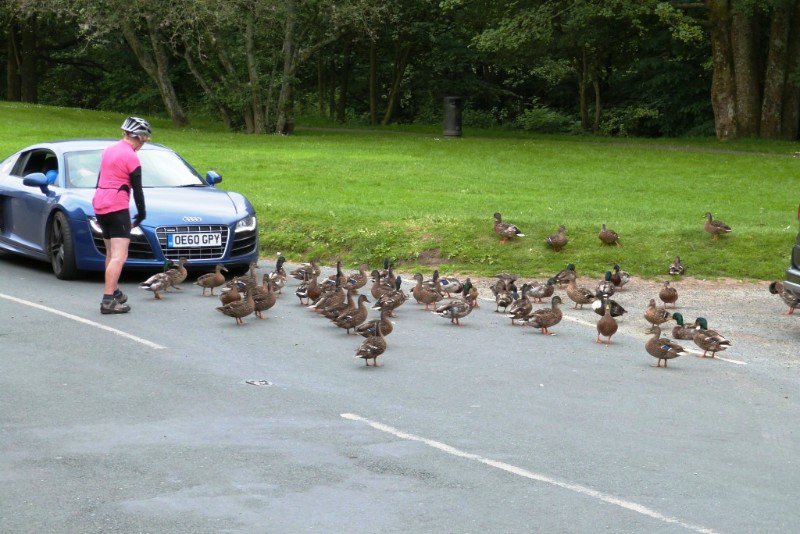 Ducks right of way