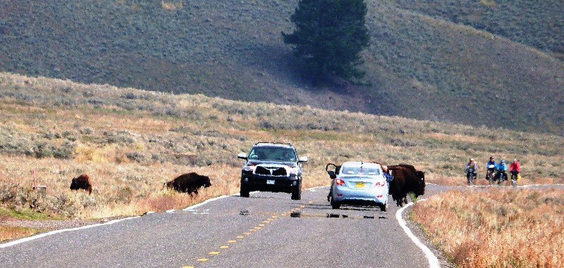 Bison crossing