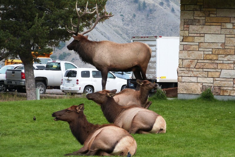 Elk at Mammoth