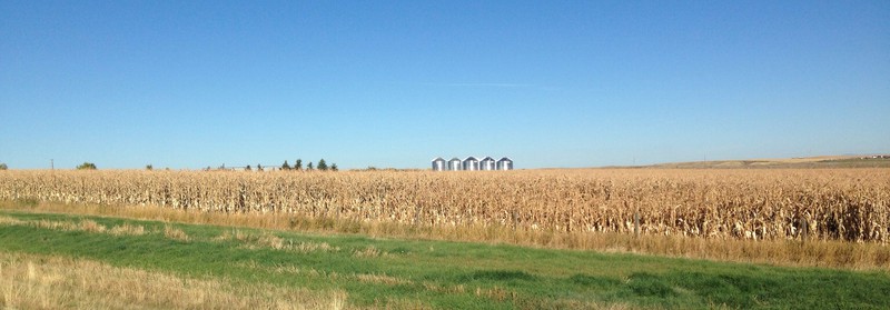 Maize and silos