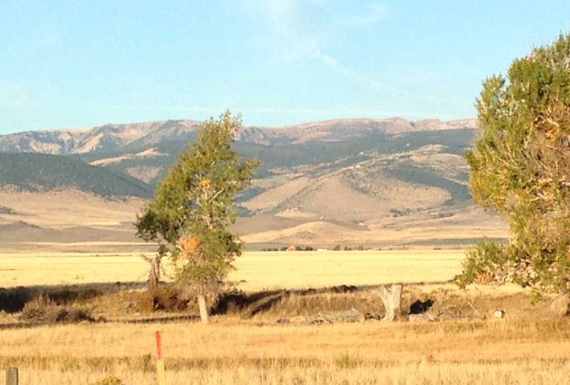 Pronghorns in the distance