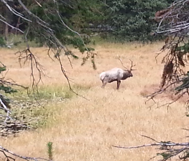 Rutting elk