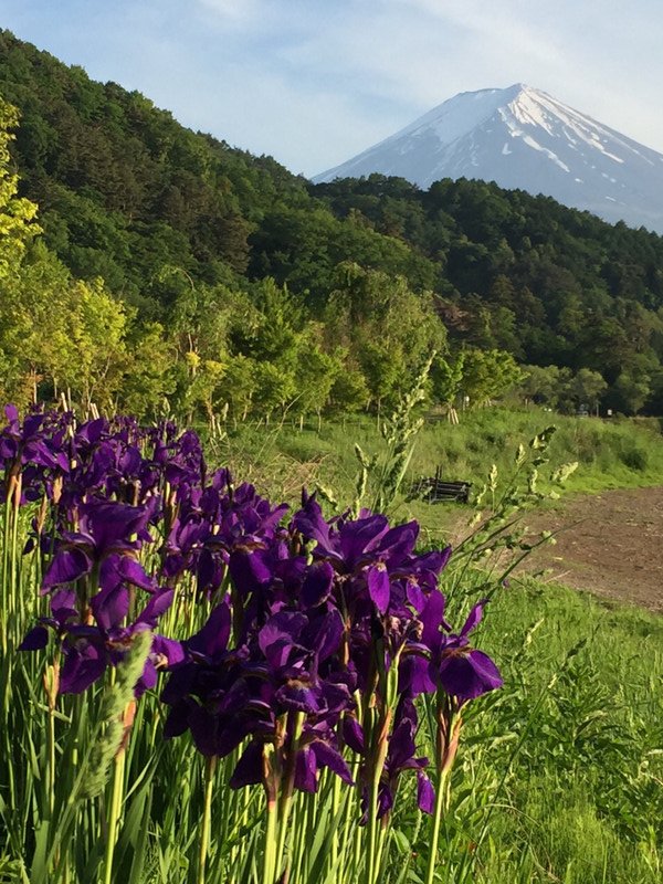 Mt Fuji and irises