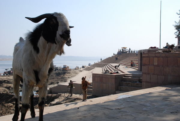 the goats rule the ghats yes