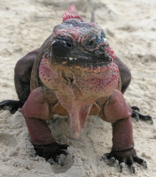 Ugly Iguana