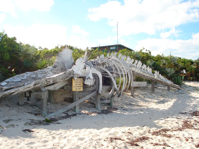 Whale Bones at Exuma Park