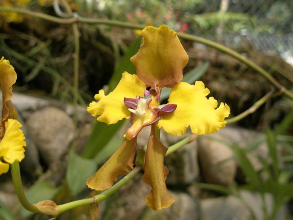 Orchid in Loja