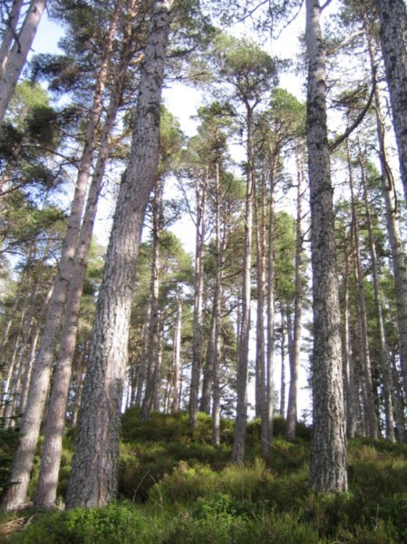Highlands Forest
