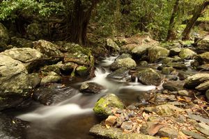 Daintree Rainforest