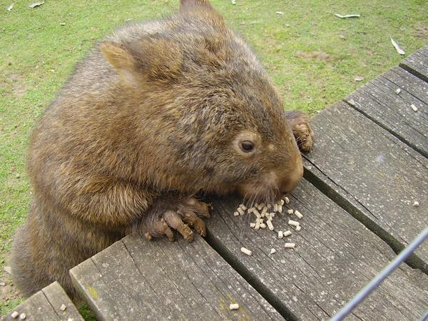 Cutest wombat