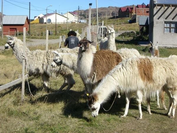 Alpacas in El Chalten