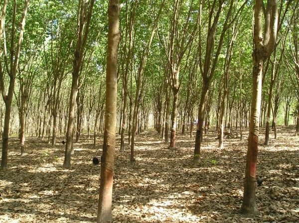 Rubber trees 3