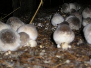 Mushroom farm 2